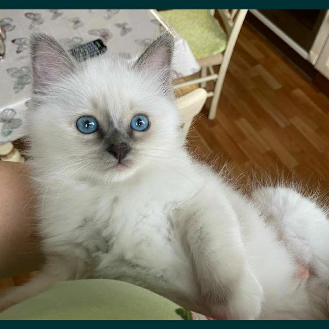 Кому красоту?супер котят по супер цене