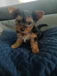 Suczka Yorkshire terrier