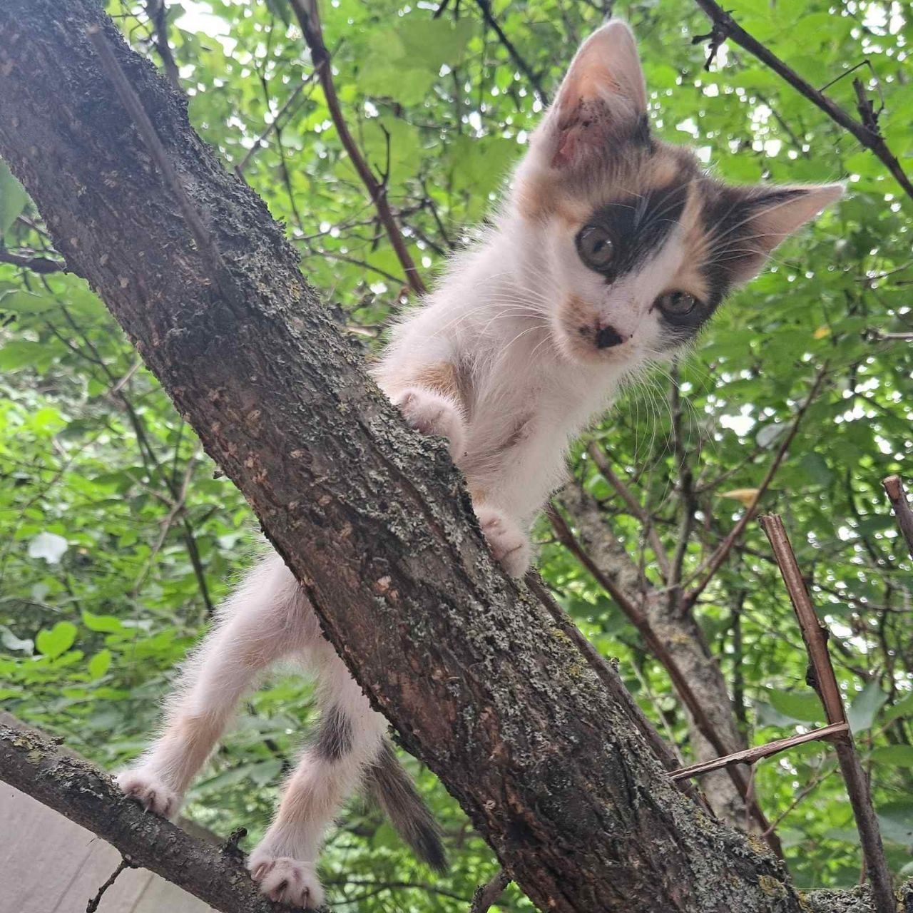 Кошенята в добрі руки