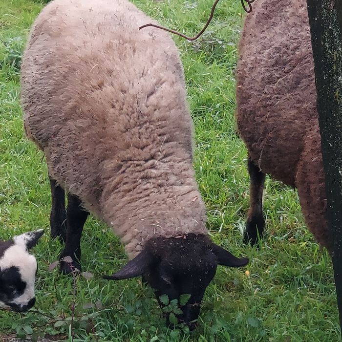 Borregas de boa qualidade