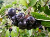 ARONIA CZARNA - roślina kopana z gruntu