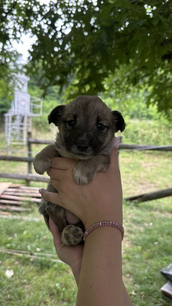 Цуценята безкоштовно