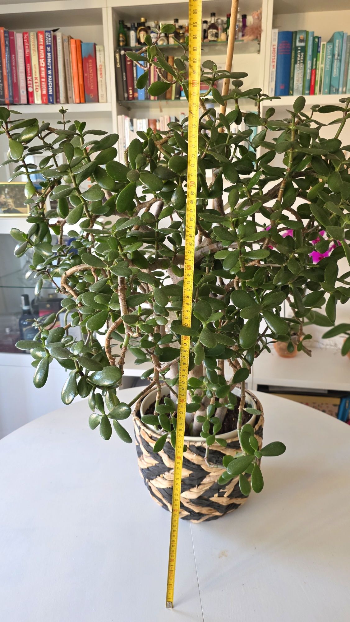 Grubosz drzewko szczęścia 90 cm
