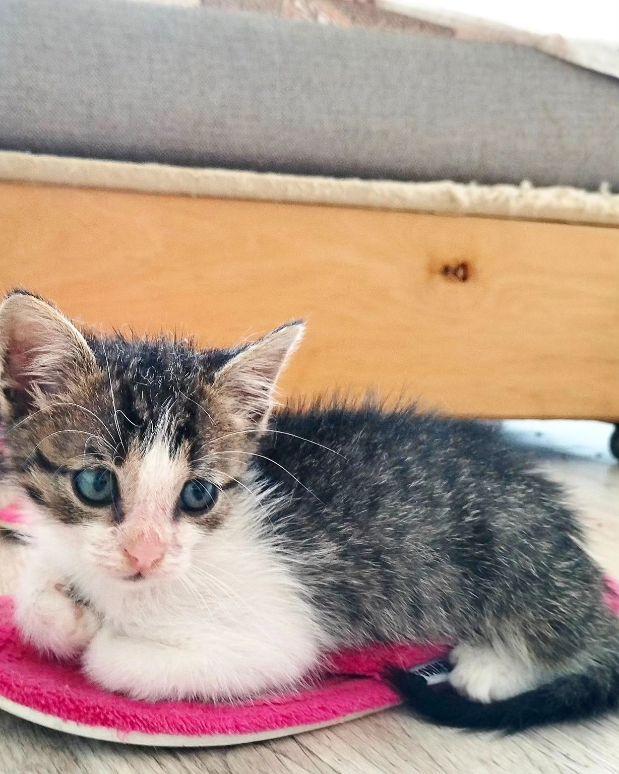 Віддам гарненьке кошеня