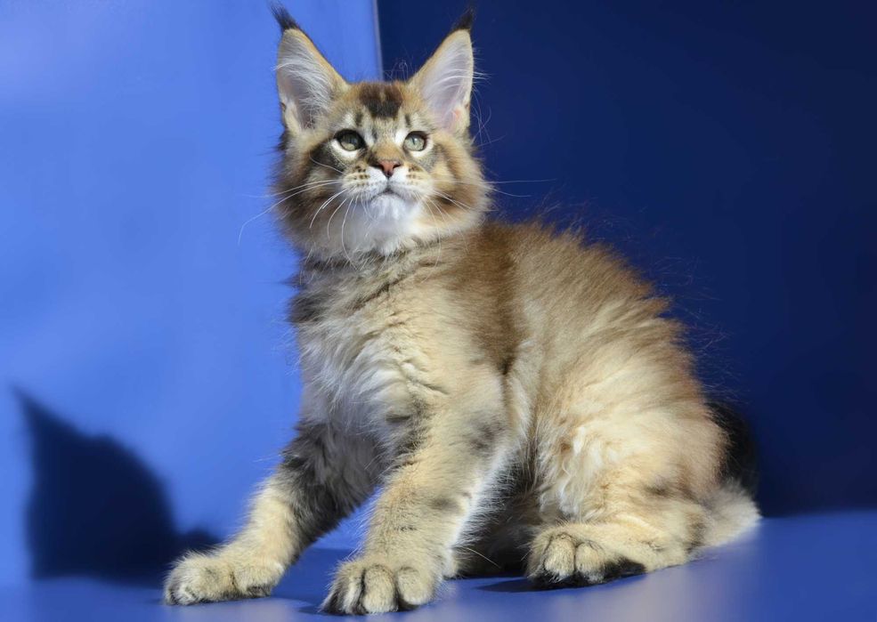 Роскошный мальчик. Мейн кун