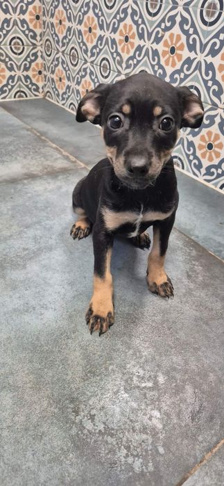 Szczeniaki chłopczyki około 3 miesiące