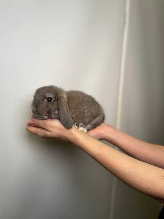 Милі декоративні висловухі, нідерландські кролики до свята для дітей