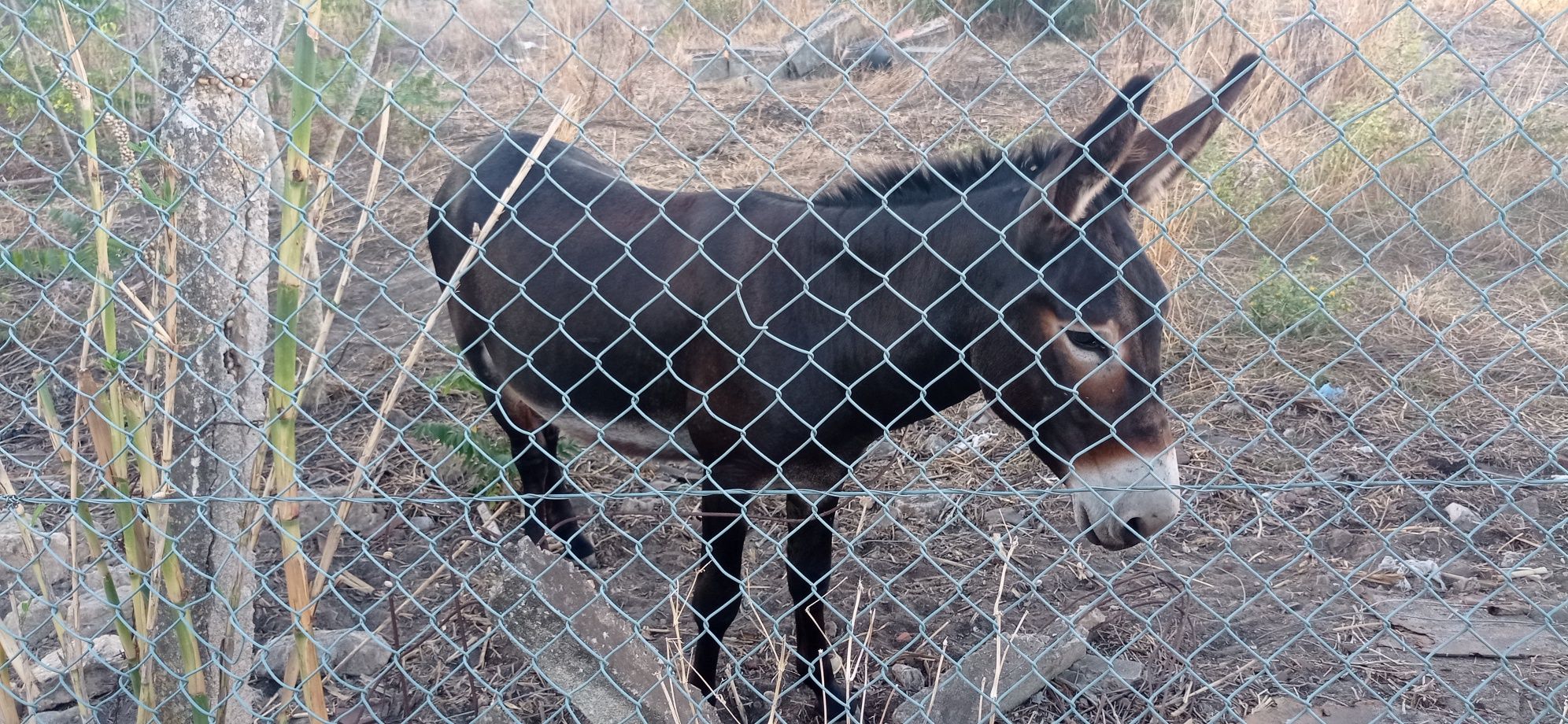 Burro com 3 anos