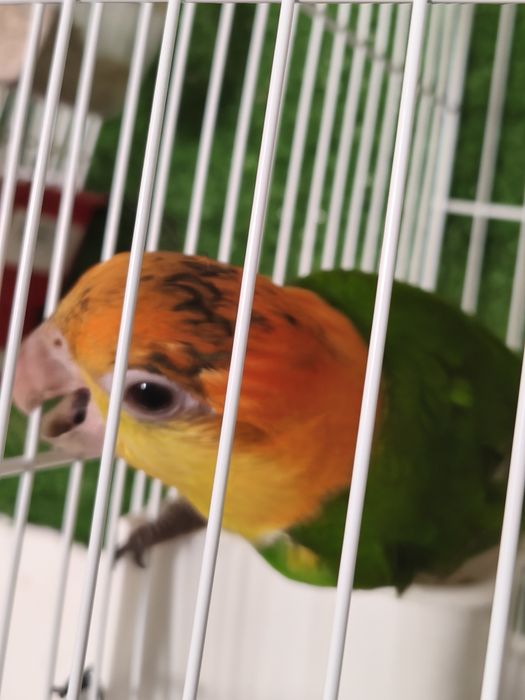 Marianinha e papagaio aestiva