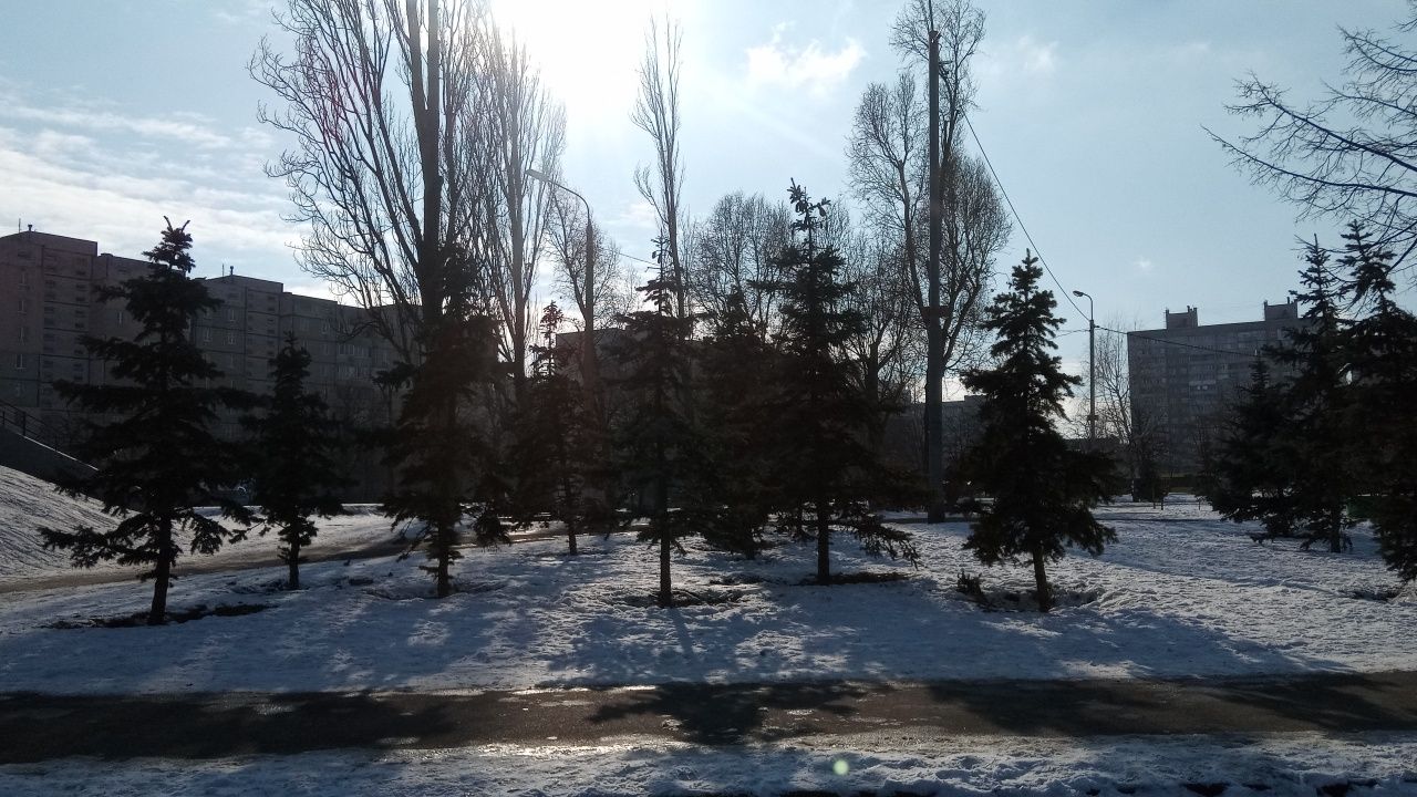 Продам елки, пихты, кедры, каштаны, рябину и другие деревья