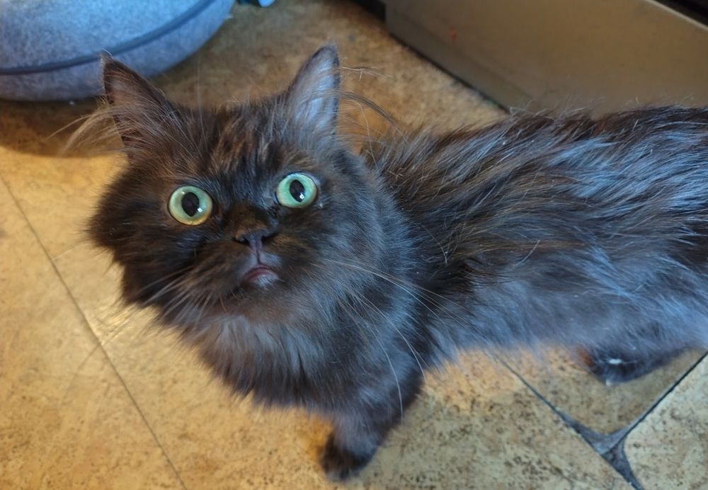 Kotka, kociczki perskie