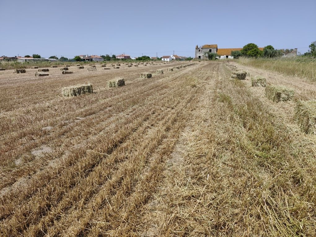 Feno | Hay - Seedmix and ryegrass