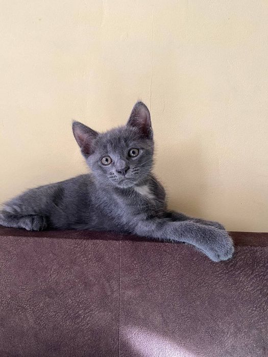 Котенок (котик) бесплатно в добрые руки