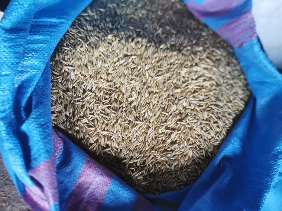 Sprzedam Pszenicę, kukurydze suchą i owies 2025 r.