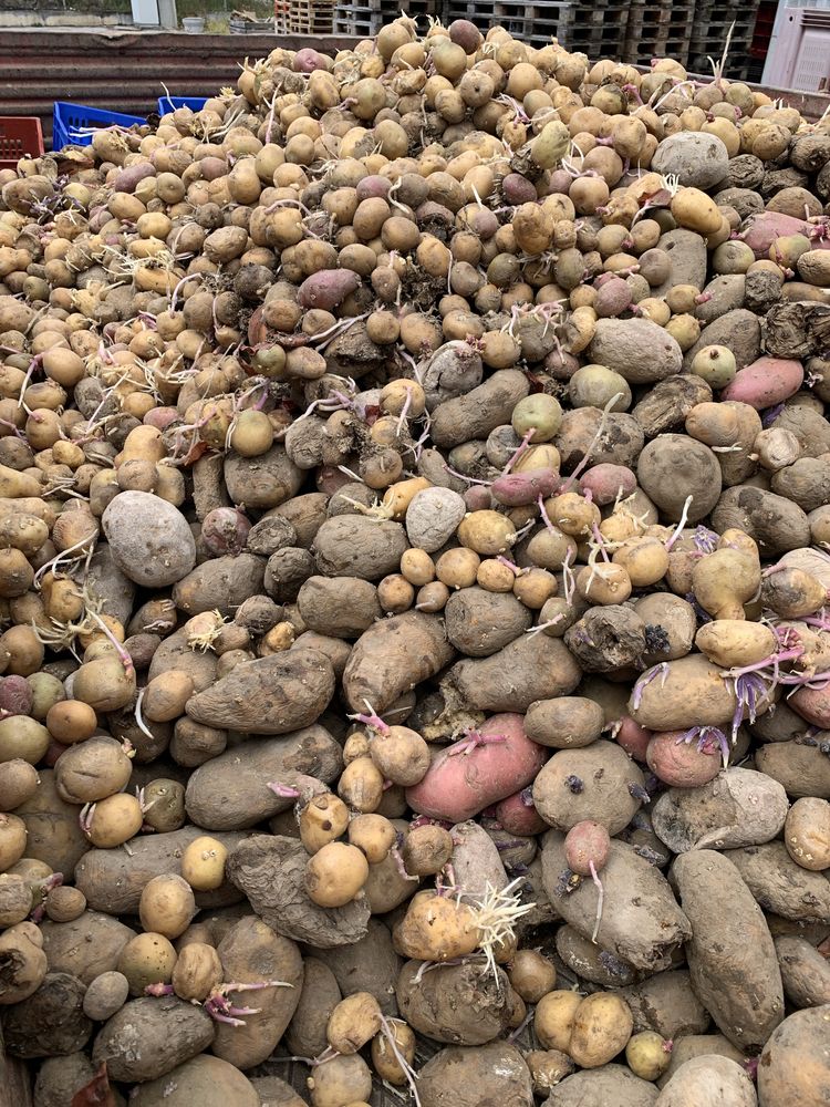 Batatas para animais