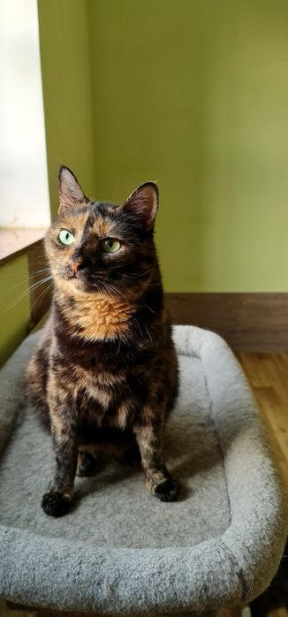 Черепахова киця Черіза