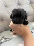 Shihpoo shih tzu
