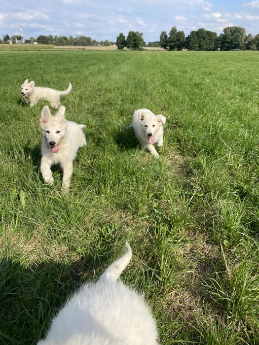 Zaprasza pies biały owczarek szwajcarski