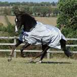 Derka Bucas Sun shower 145