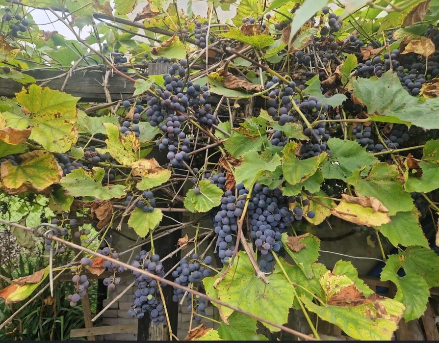 Winogrono na przetwory