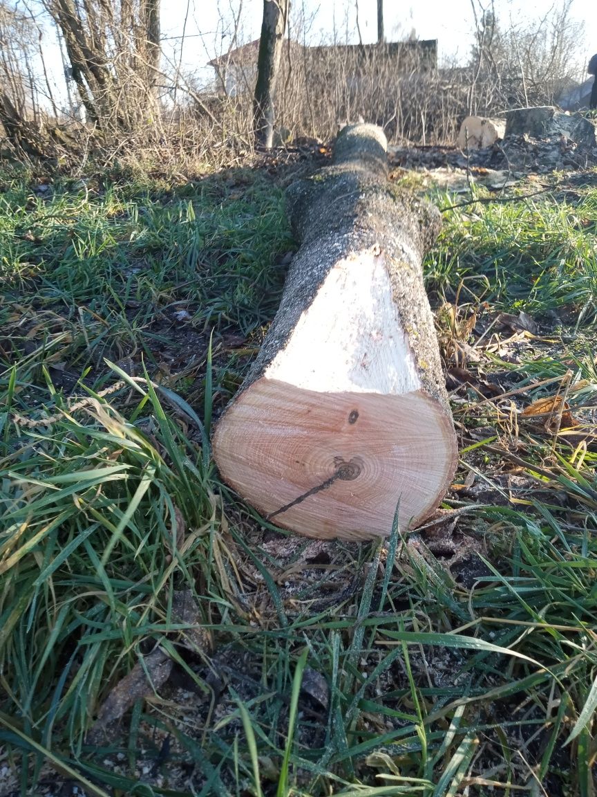 Kłoda jesion i klon