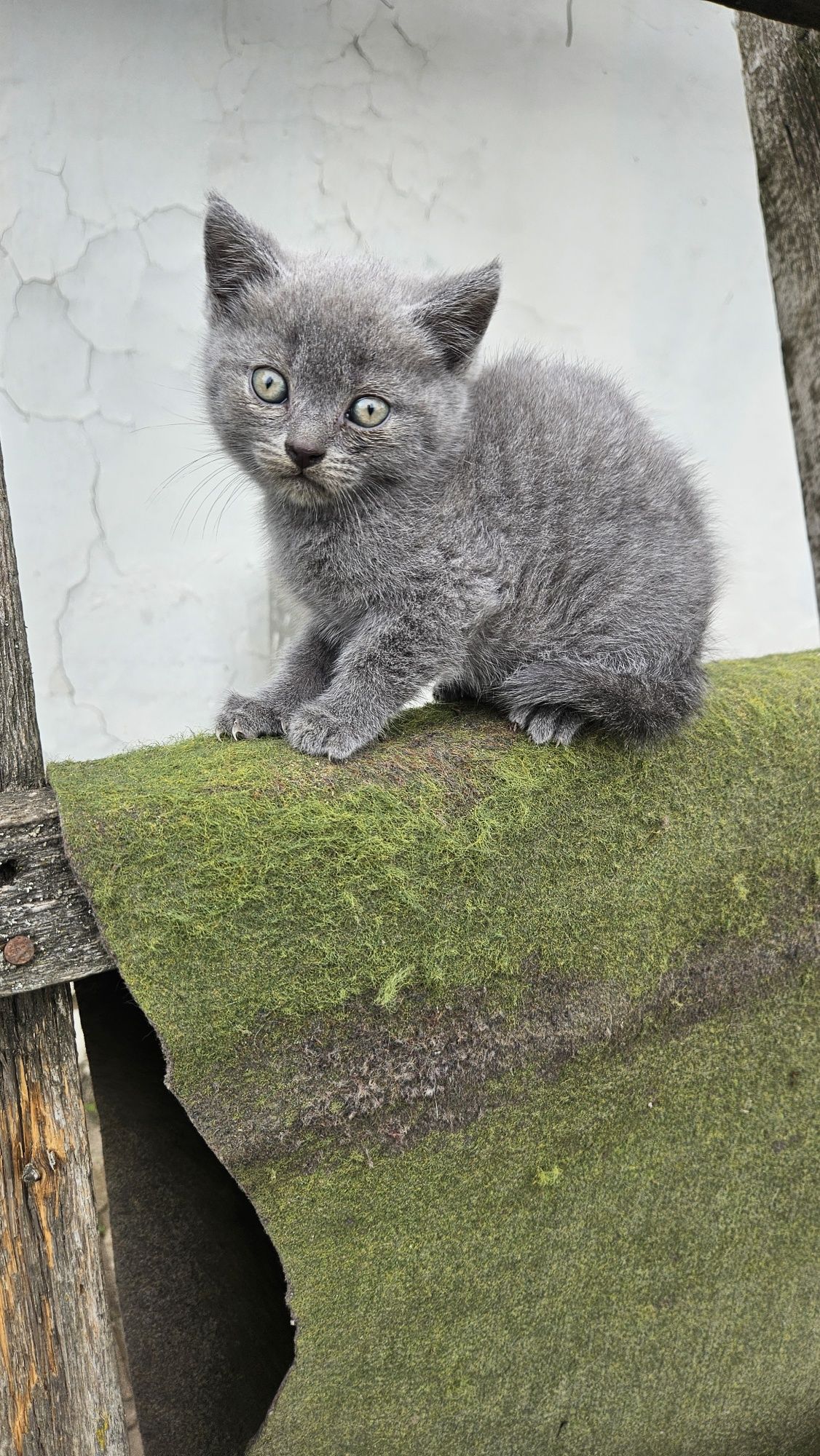 Продам котят скоттіш страйт