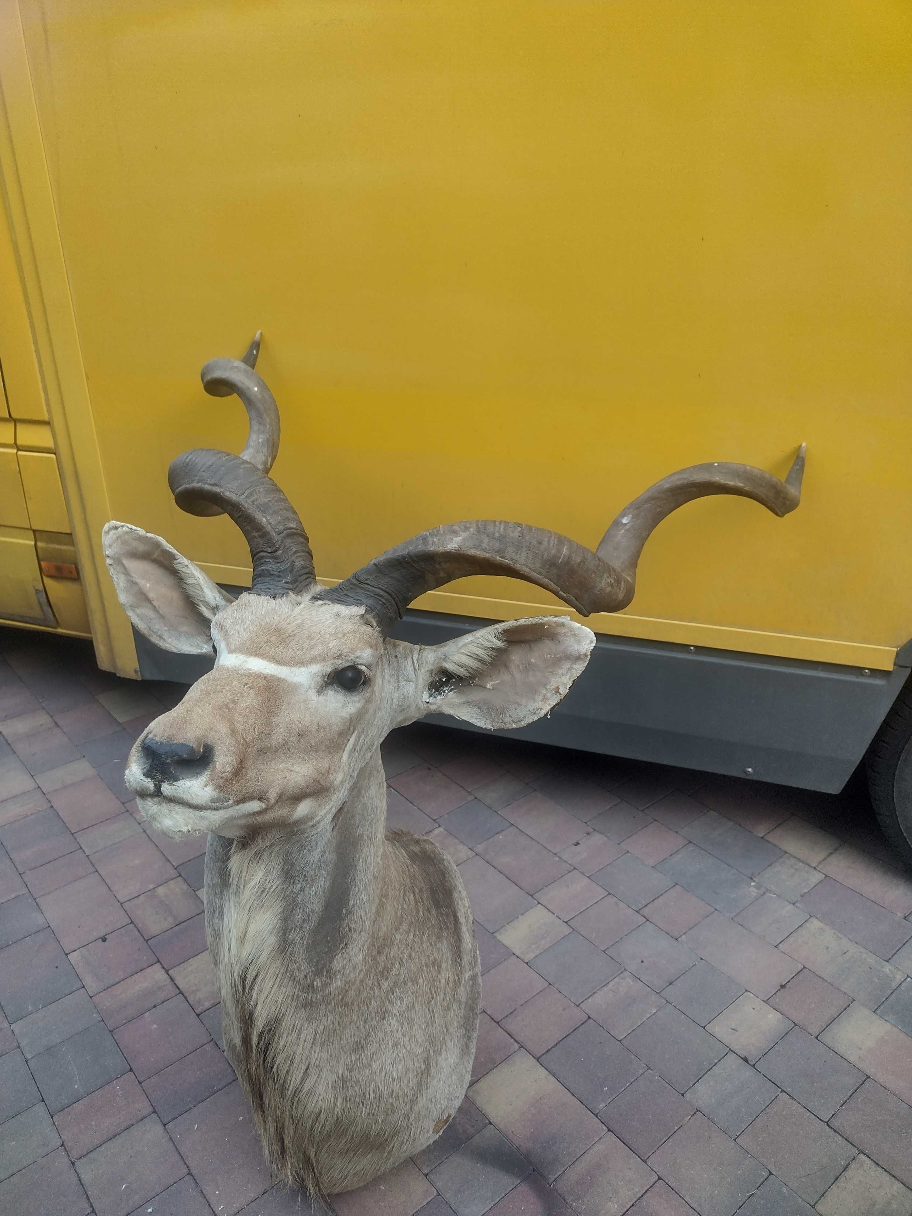 Antylopa Kudu...