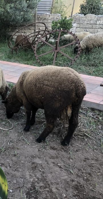 Carneiros - Cordeiros - Animais de Quinta