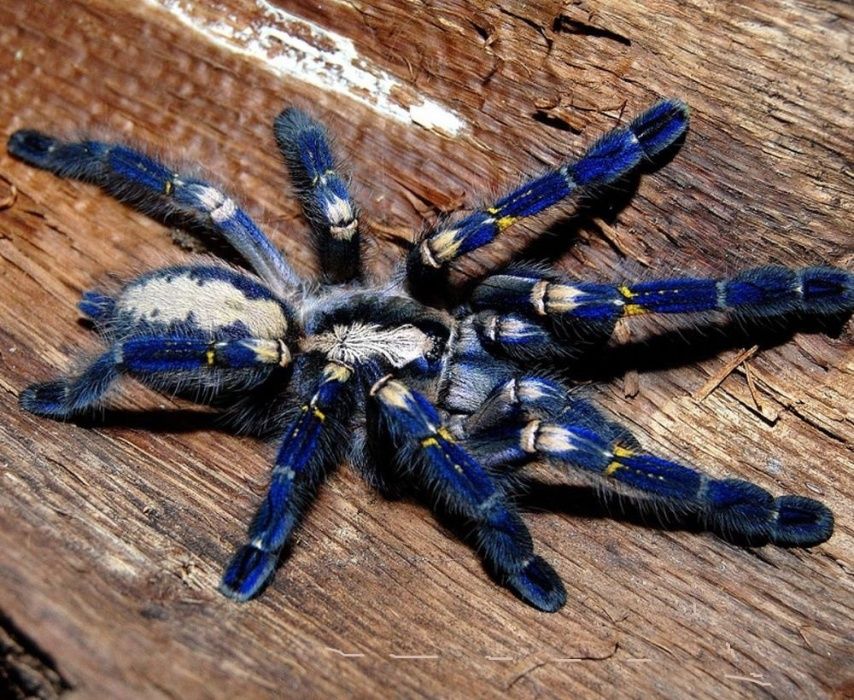 самка паука птицееда Poecilotheria metallica