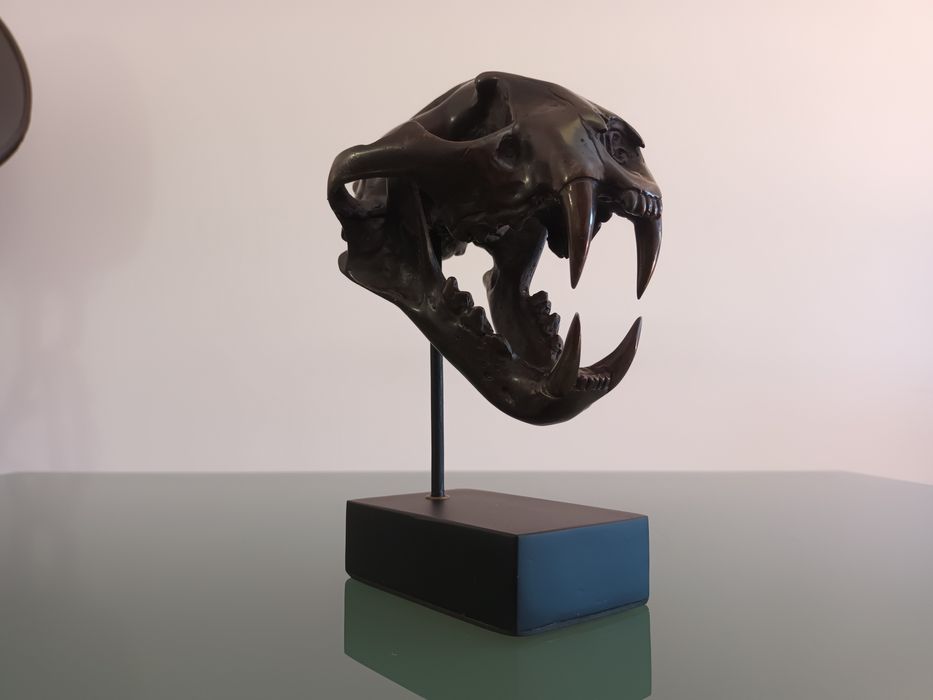 Escultura em Bronze patinado, de Crânio de Leopardo das Neves