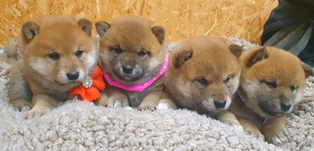 Shiba inu szczeniaczek