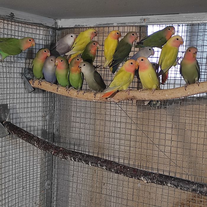 Nierozłączki czerwonoczelne, aleksandretty obrożne