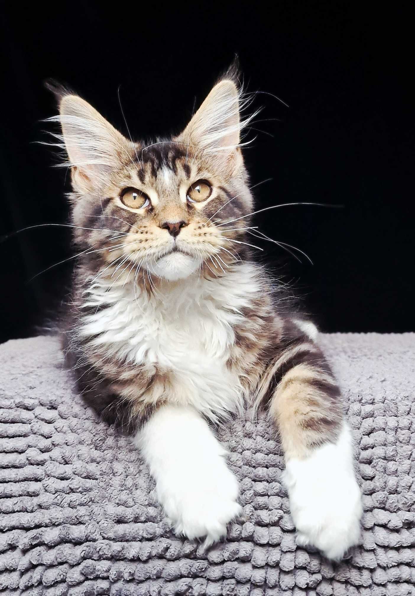 Maine coon, piękny kocur czarny klasycznie pręgowany z białym