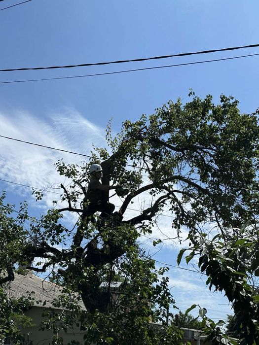 Професійне видалення дерев