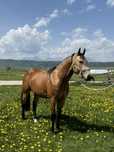 Ogier AQH 3 lata reining