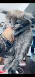 Kotka kocur Maine Coon hodowla rodowód