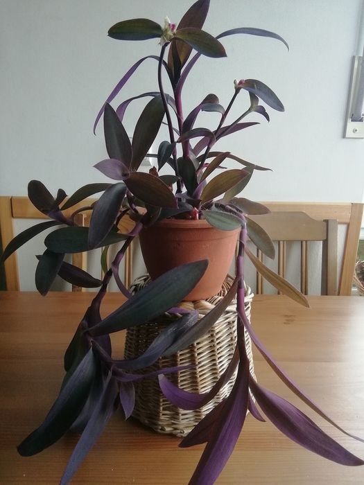 Trzykrotka purpurowa, roślina doniczkowa
