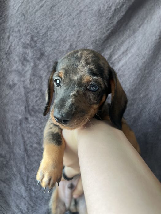 Хлопчик такса різноокий