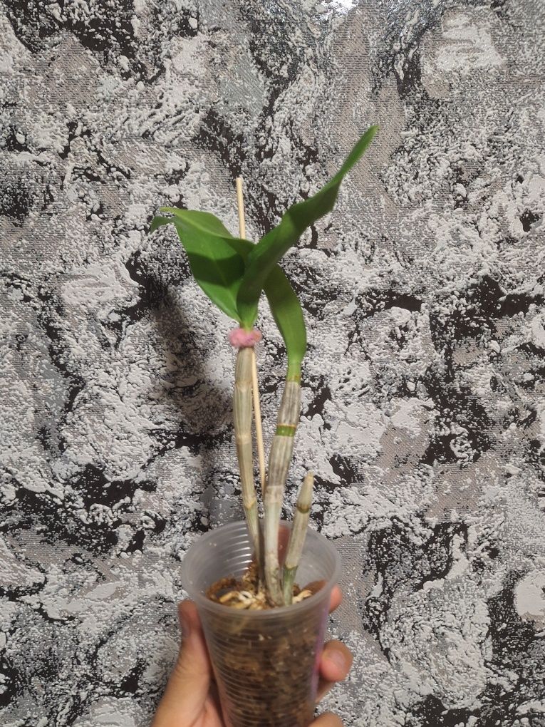 Dendrobium Wave Pink орхідея