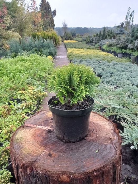 Tuja kulista zielona  Hoseri doniczka 3L