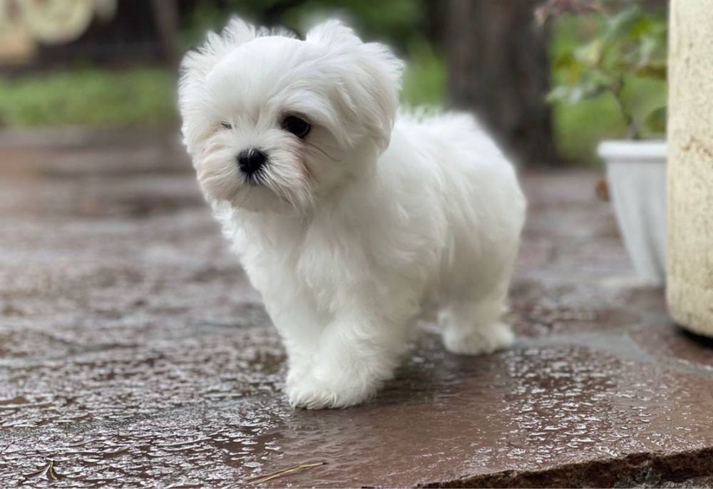 micro baby face мальтипу