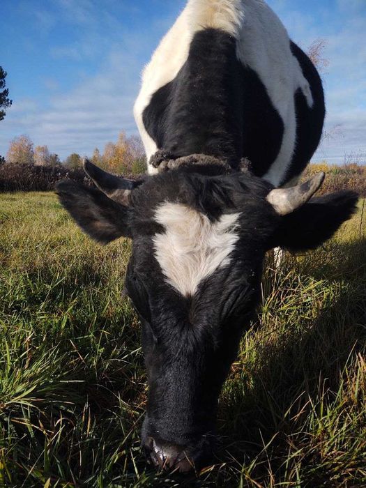 Продаю телицю молоду 1,5 років ,тільна 3 місяці