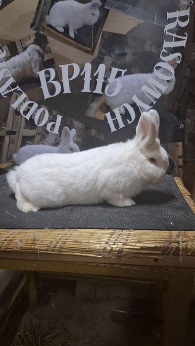 Likwidacja hodowli nowozelandzkich bialych