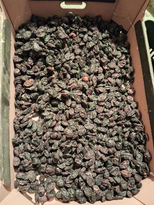 Śliwki suszone z pestkami