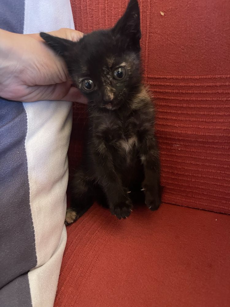 Gatinhas para adoção