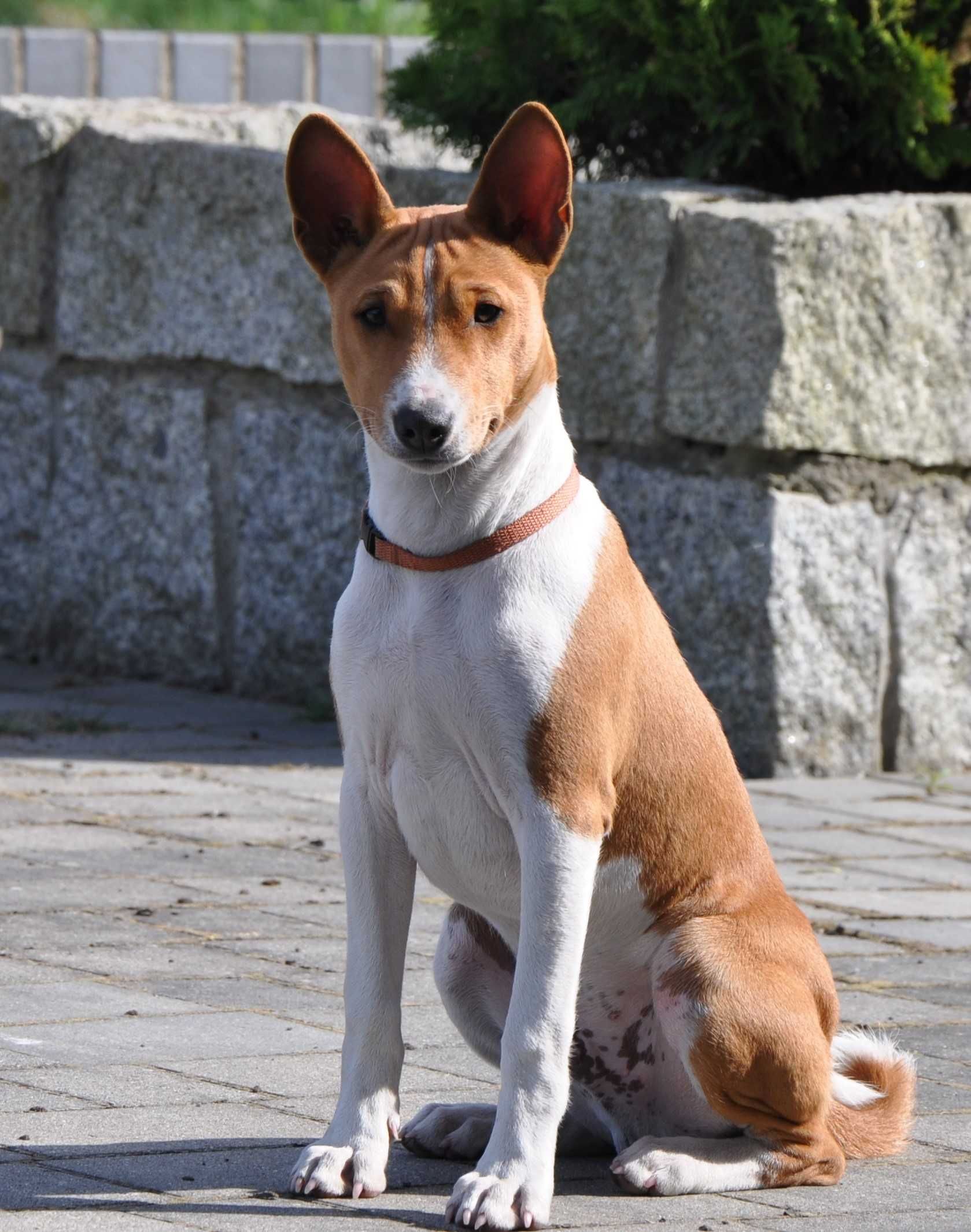 Basenji pies szczenię hodowla ZKwP