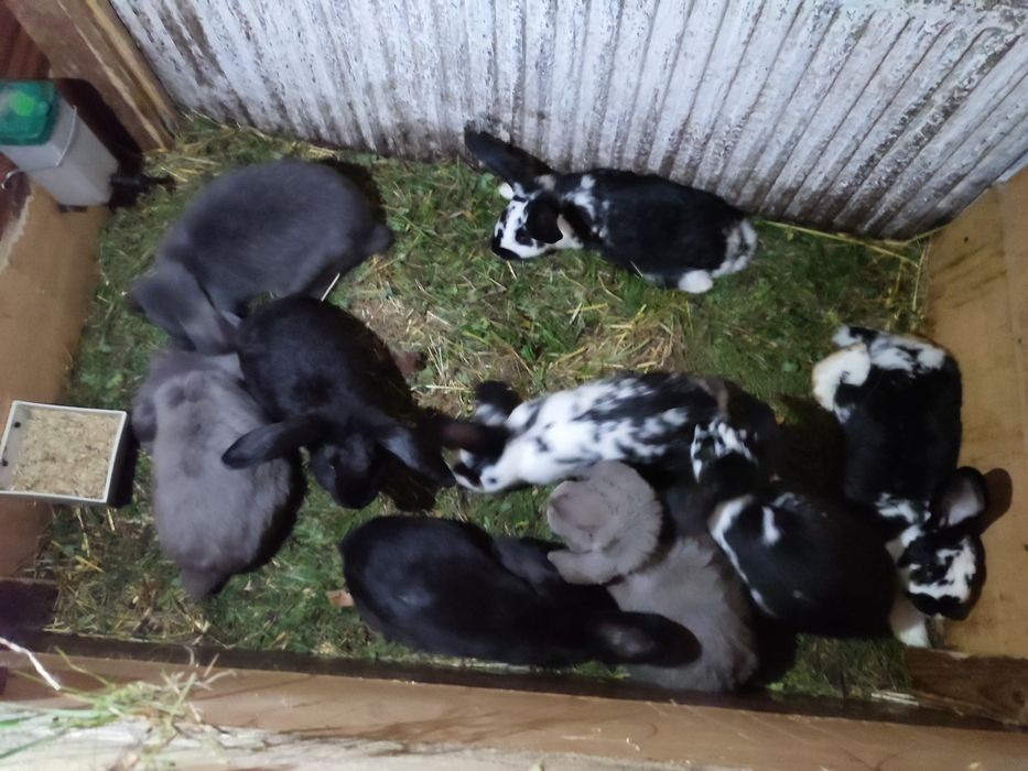 Króliki kalifornijskie i baran francuski