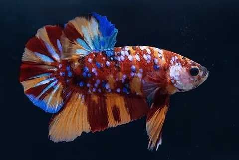 Betta Splendens Halfmoon Plakat Koi Galaxy