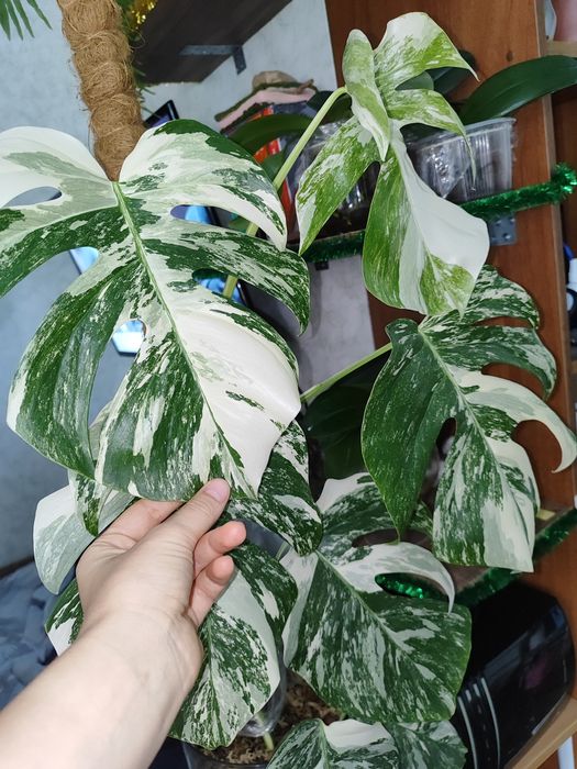 Монстера альба варієгатна, alba