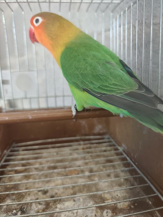 Agapornis Fischeris